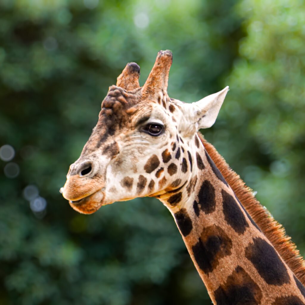 Gentle giraffe