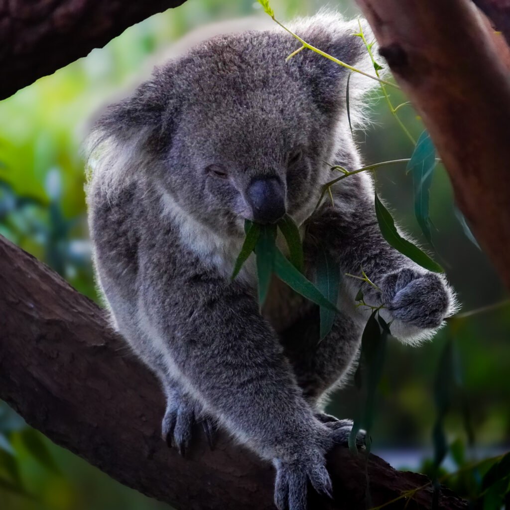 Cuddly Koala