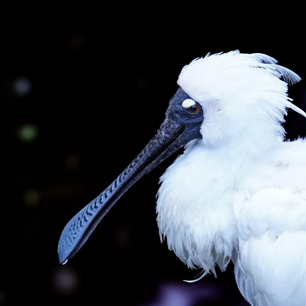 Royal Spoonbill