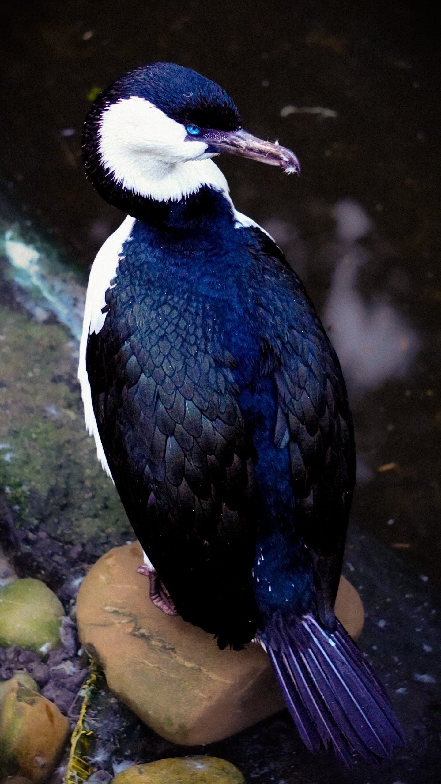 Black-faced Cormorant